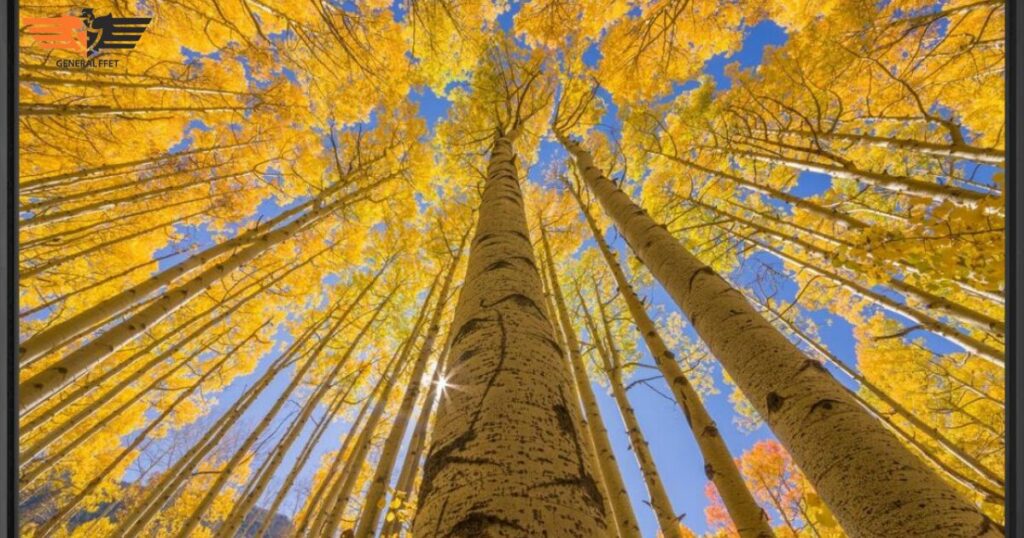 The Golden Canopy: A Natural Masterpiece